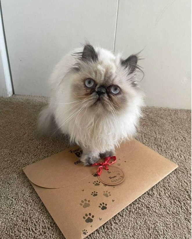 A fluffy cat sitting on the gift wrap envelope for a Hooray Heroes personalized book for pets.