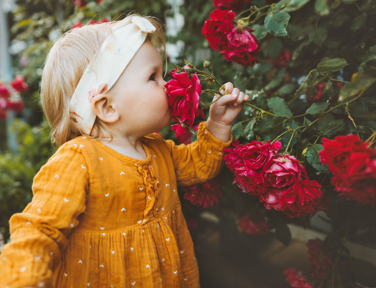 A little girl in a yellow dress holding and smelling roses from a rose bush in a garden.