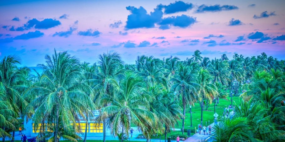 Palm trees at sunset in Miami, Florida.