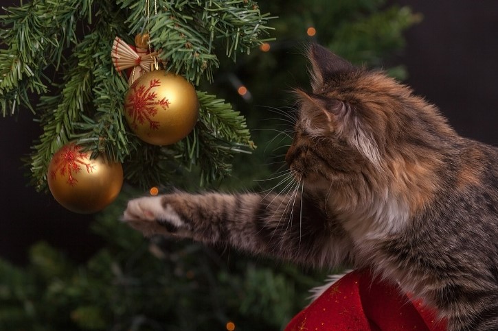 A cat swiping at a Christmas ornament on the tree. 