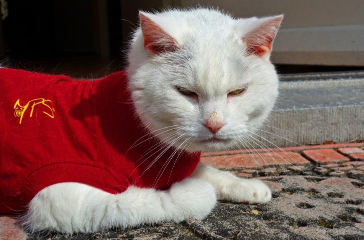A slightly irritated white cat wearing a red sweater. 