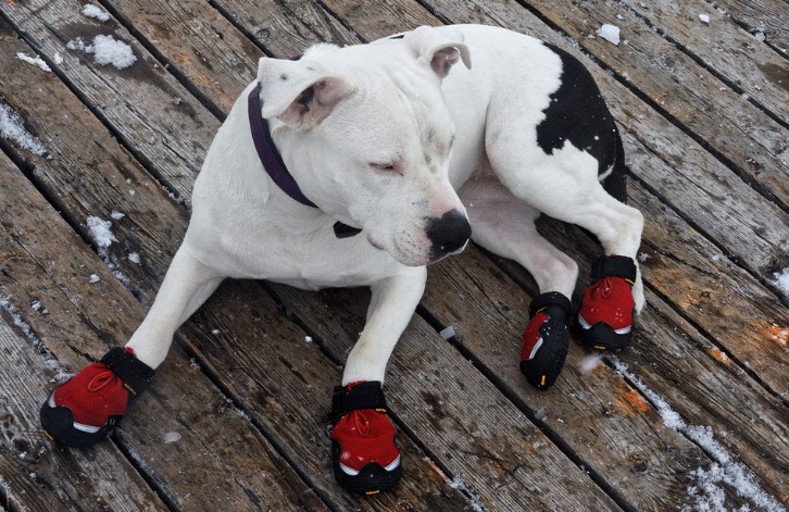 A black and white dog lying on a wooden deck with red boots on. 