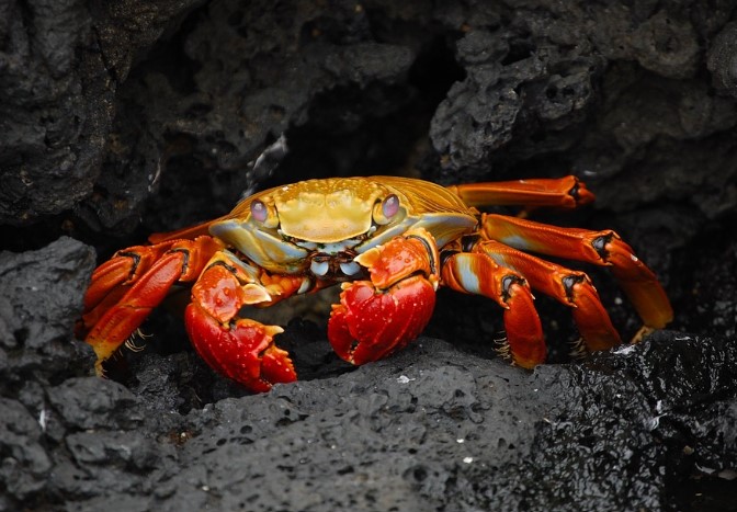 A red crab on a rock facing the camera.